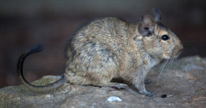 Un roedor chileno podría ser la clave para comprender el Alzheimer
